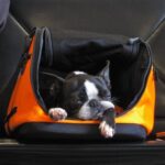 Accesorios para viajar con tu mascota: todo lo que necesitas saber