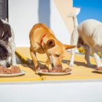 Alimentación húmeda para mascotas: todo lo que necesitas saber