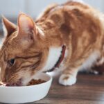 Comida para gatos con pancreatitis: Cuidando su sistema digestivo con la alimentación adecuada