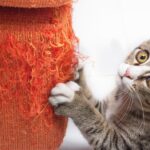 Cómo arreglar un sofá arañado por gatos: Trucos y consejos para reparar los daños