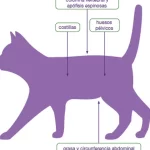 Cómo bajar la creatinina en gatos: cuidando su salud renal de manera adecuada