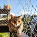 ¿Cómo colocar red para gatos en balcón?