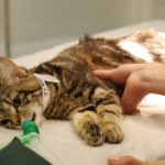 Cómo cortar uñas de un gato agresivo: Técnicas seguras para mantener sus uñas bajo control