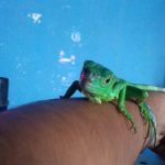 ¿Cómo cuidar una iguana verde en casa?