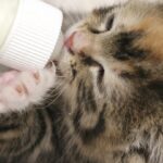 Cómo dar biberón a un gato recién nacido: instrucciones paso a paso