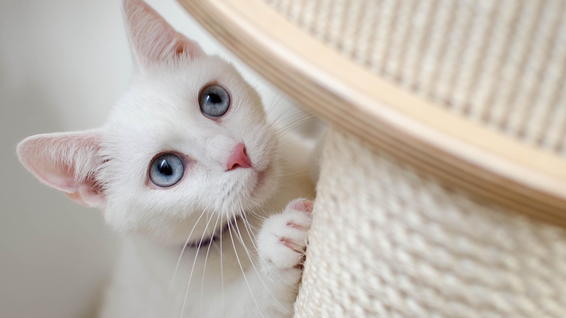 ¿Cómo es el carácter de los gatos blancos?