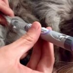 Cómo pinchar a un gato intramuscularmente: procedimiento seguro y correcto