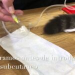 Cómo poner suero subcutáneo a un gato: procedimiento y recomendaciones