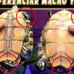 ¿Cómo saber si es macho o hembra una tortuga de agua?