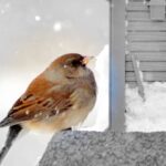 ¿Cómo saber si un ave tiene frío?