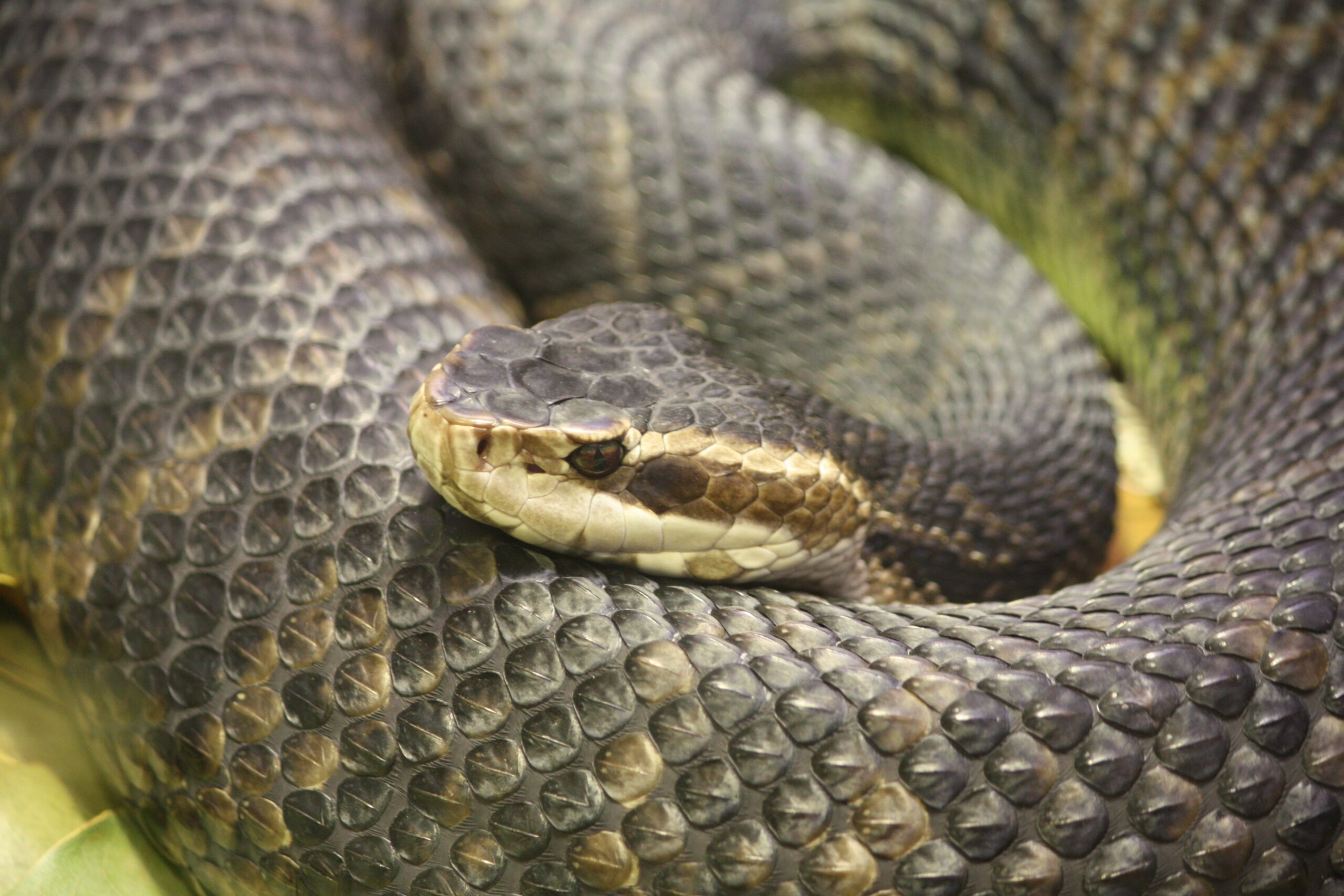 ¿Cómo se llama la serpiente que tiene la boca negra?