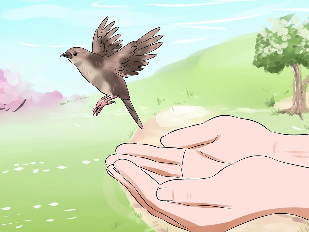 ¿Cuál es la ave más fácil de cuidar?