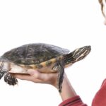 ¿Cuánto duran las tortugas de agua en casa?