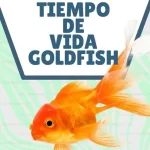 ¿Cuanto tiempo de vida tiene un pez Goldfish?