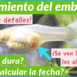 ¿Cuánto tiempo dura el embarazo de un pez?