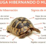 ¿Cuánto tiempo hibernan las tortugas domesticas?