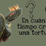 ¿Cuánto tiempo tarda en crecer una tortuga de agua?