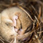 En qué mes hibernan los hámster: Conoce los patrones de sueño invernal de estas criaturas