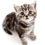 Gatos enanos que no crecen: conociendo las razas de tamaño pequeño