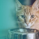 Los gatos pueden comer papas: peligros y recomendaciones sobre su consumo
