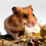 ¿Los hámster pueden comer avena? Alimentos que proporcionan beneficios nutricionales para tu mascota