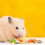 ¿Los hámster pueden comer comida de conejo? Alimentos seguros y adecuados para su consumo