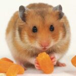¿Los hámster pueden comer zanahoria? Descubre los vegetales adecuados para su dieta