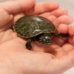 ¿Qué beneficios tiene tener una tortuga en casa?