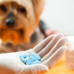 ¿Qué cantidad de ibuprofeno se le puede dar a un perro?