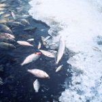 ¿Qué causa la muerte de los peces?