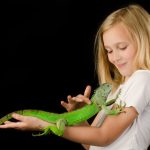 ¿Qué comen las iguanas bebés?