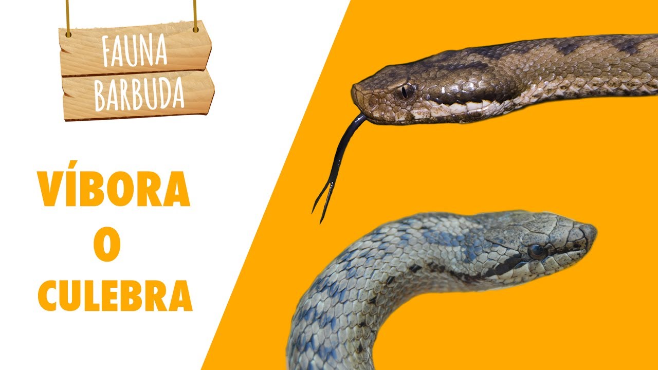 ¿Qué diferencia hay entre una serpiente y una culebra?