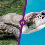 ¿Qué es mejor una tortuga de tierra o de agua?