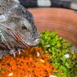 ¿Qué frutas no pueden comer las iguanas?