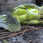 ¿Qué hacen las iguanas en invierno?