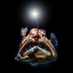 ¿Qué hacen los peces en la oscuridad?