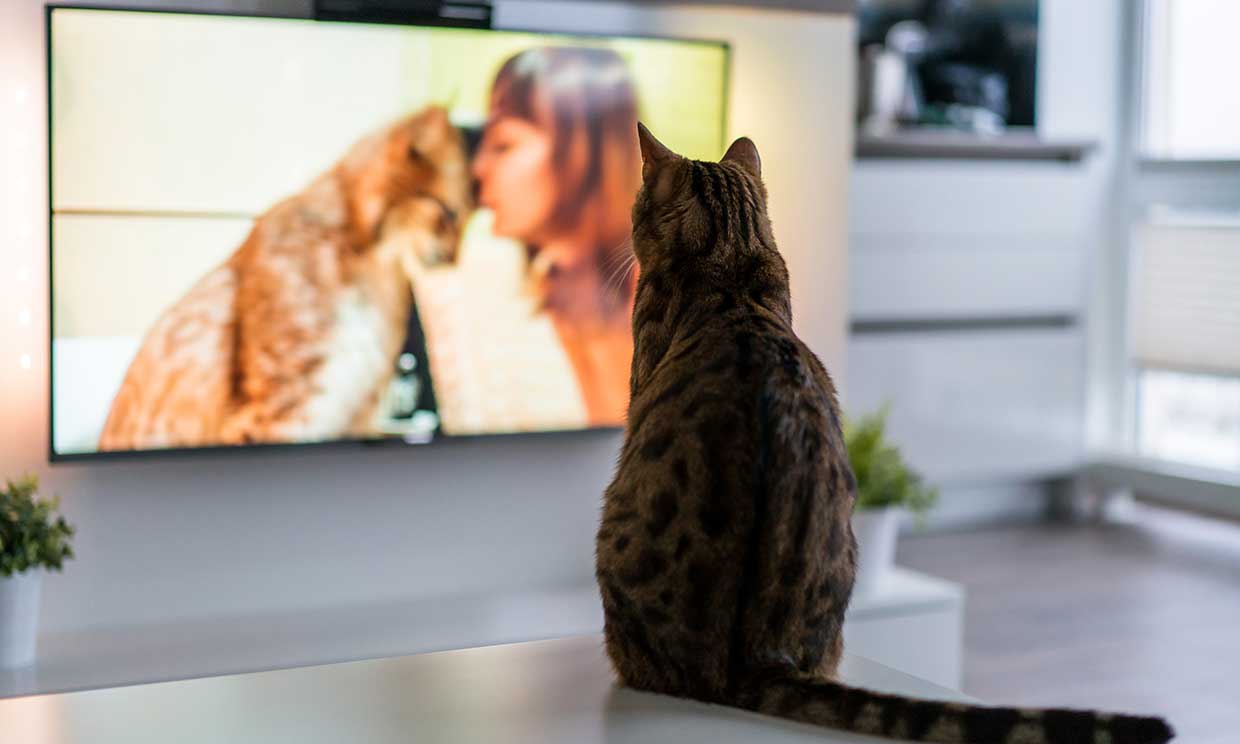 ¿Qué les gusta ver a los gatos en la tele?