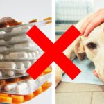 ¿Qué medicamentos no se le puede dar a un perro?