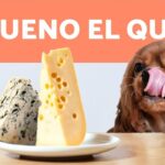 ¿Qué pasa si el perro come queso?