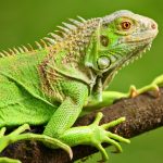 ¿Qué significado tiene la iguana?