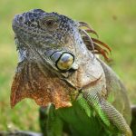 ¿Qué temperatura aguanta una iguana?