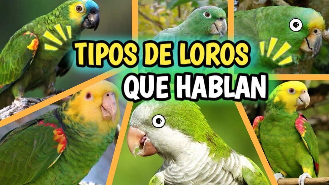 ¿Qué tipo de pájaros pueden hablar?