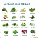 ¿Qué verduras pueden comer las cobayas? Lista completa de verduras seguras y saludables para su alimentación