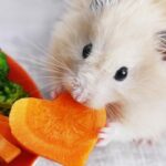 Qué verduras pueden comer los hámster: Lista de opciones seguras y saludables para su alimentación